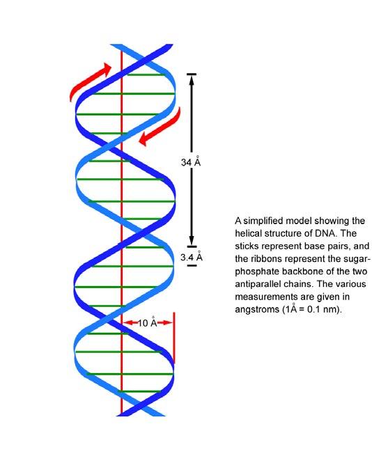 The Waston and Crick model Main points of the model: Two polynucleotide chains coiled around a central axis, forming a right-handed double helix. Two chains are antiparallel.