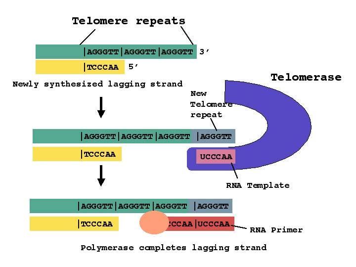 Since the DNA molecule of the eukaryotes is a linear structure, DNA polymerase cannot replicate the terminal DNA segment of the lagging strand.
