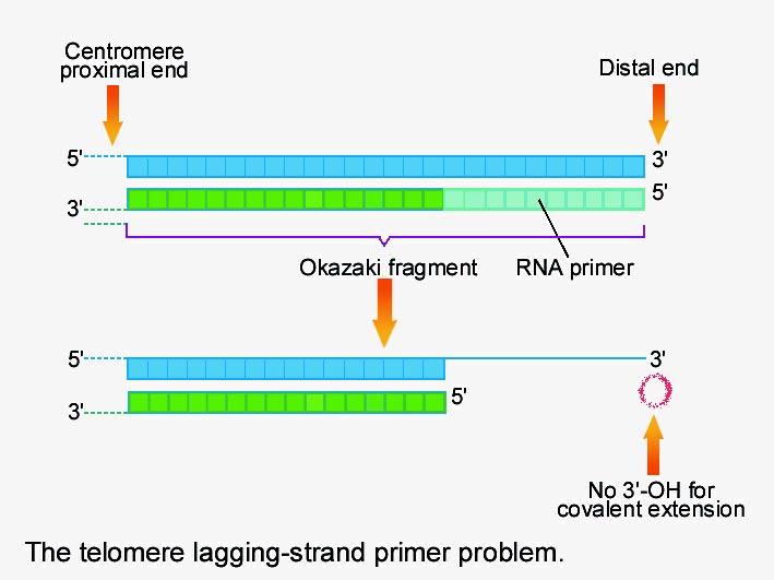If there is no mechanism to replicate the terminal DNA segment of the lagging strand, the chromosome will become shorted and shorted in each round of replication.