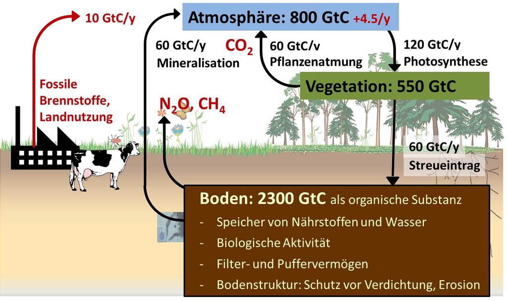 The Land Carbon Sink Soil Fertility Greenhouse gas emissions + 2.6 GtC/y Ocean uptake Fossil fuel burning, Land use change Atmosphere 840 GtC 60 GtC/y Mineralization CO 2 + 4.