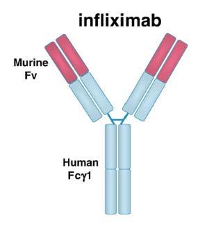 Chimeric proteins Antibody binding