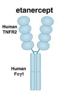 PEG Human TNFR2 linked to Fcγ1 from IgG D.