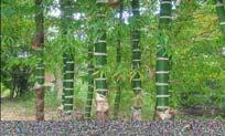 Coconut Bamboo