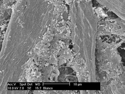 Reference: No Triazine Triazine loading: 2.5 gram/m 2 Triazine loading: 5 gram/m 2 Triazine loading: 10 gram/m 2 Figure 3. SEM images of a paper substrate coated with different loadings of triazine.