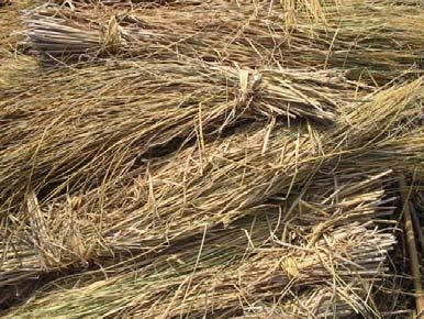 Rice residues in Asia Annual production: 550 Mt rice straw 110 Mt rice