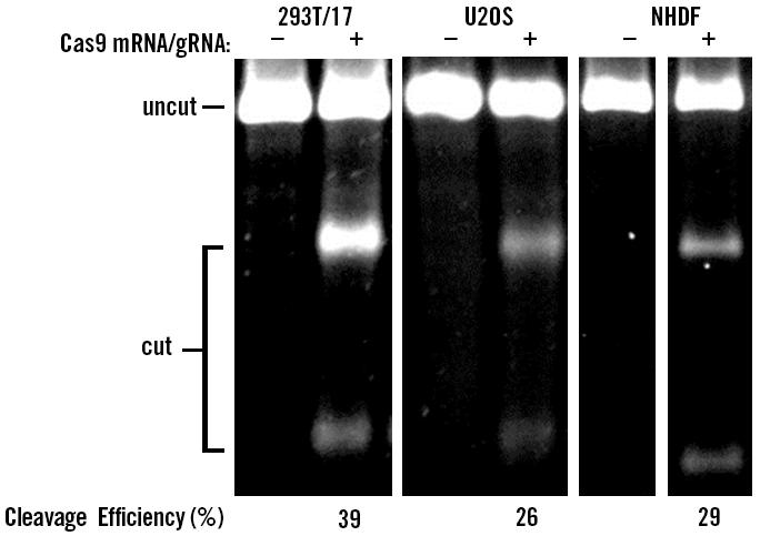 Delivery by mrna and Guide RNA Oligonucleotide Transfection In order to avoid off-target cleavage and unwanted genomic integration of plasmid DNA, - encoding mrna can be co-transfected with guide RNA