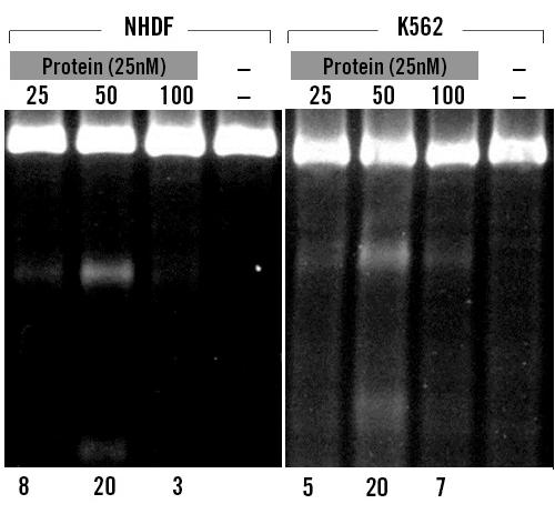 / Ribonucleoprotein (RNP) Transfection Purified protein can be combined with guide RNA to form an RNP complex to be delivered to cells for rapid and highly efficient genome editing.