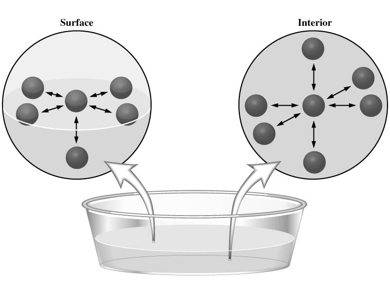 Intermolecular Forces in a Liquid