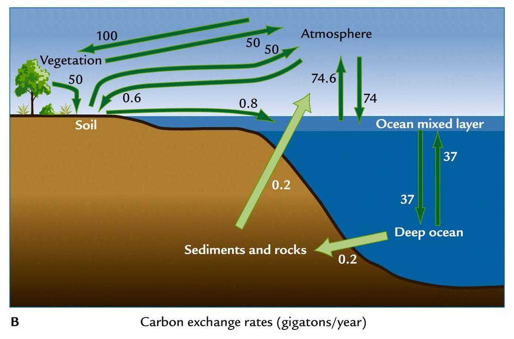 Values of carbon