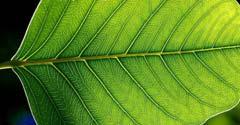 Photosynthesis is the process by which autotrophs (self-feeders) convert water, carbon dioxide, and solar