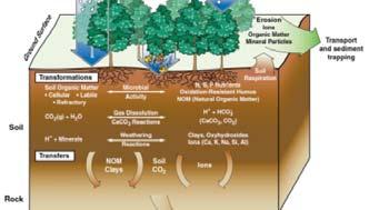 Vegetation takes up carbon dioxide Feedbacks include changes to soil Decomposition of