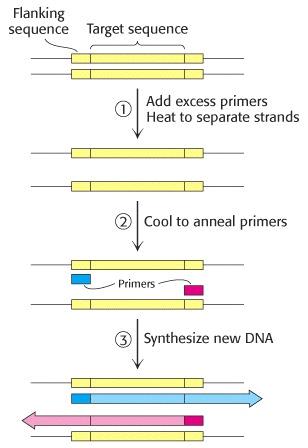 Page 10 of 25 POLYMERASE CHAIN REACTION (PCR) Discovered in 1984! [K.B. Mullis,Scientific American,1990, 262:56-65)]!