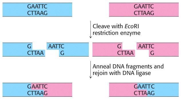 CONSTRUCT RECOMBINANT MOLECULE - link a DNA insert with a vector. (Figs.6.