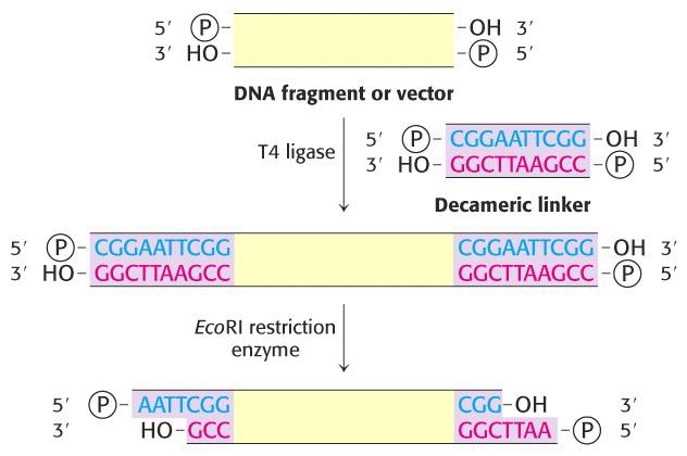 ! Restriction enzymes that give cohesive ends (short complementary ends that can base pair) cut unique cloning sites in vectors.