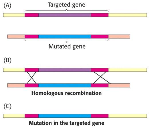 Page 23 of 25 Ti-plasmid of Agrobacterium tumefaciens Gene disruption/replacement.