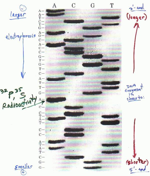 Page 4 of 25 GEL ELECTROPHORESIS OF DNA! Agarose gels separate DNA restriction fragments! Visualize DNA by staining or autoradiography! even differences of one base pair can be detected on gels.