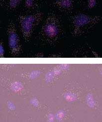 Non-specific autofluorescence Problem Possible reasons Solutions Autofluorescence Background from slide 1.