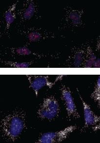 Problem Possible reasons Solutions Weak or no RNA signal (continued) Weak or no antibody signal HeLa cells stained with 10 µg/ml (top; optimal concentration) or 2 µg/ml (bottom, non-optimal