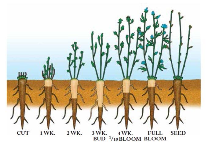 Plant Stages and Environment Requirements seasonal CARBOHYDRATES root reserve Reserve organs of plant are the crown and the upper part of the taproots.