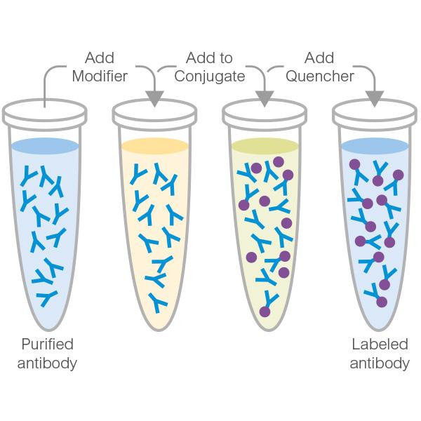 1. Introduction Abcam s HRP Conjugation Kit provides a simple and quick process to conjugate your primary antibodies with HRP.