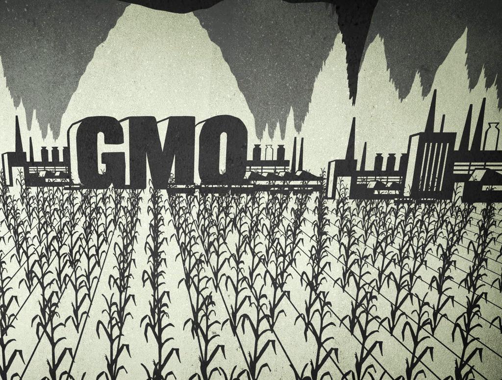 SECTION 1: GMOs 101 What are GMOs? First approved by the U.S. government in 1996, genetically engineered crops, or genetically modified organisms (GMOs), have been produced through the application of