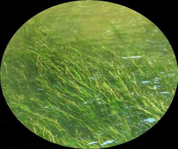 submerged aquatic vegetation: rooted plants that grow below low tide level (water celery, for example see image) symbol: something that stands for something else threatened: an animal or plant that