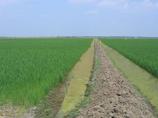 Rice Irrigation Terminology Straight-Levee