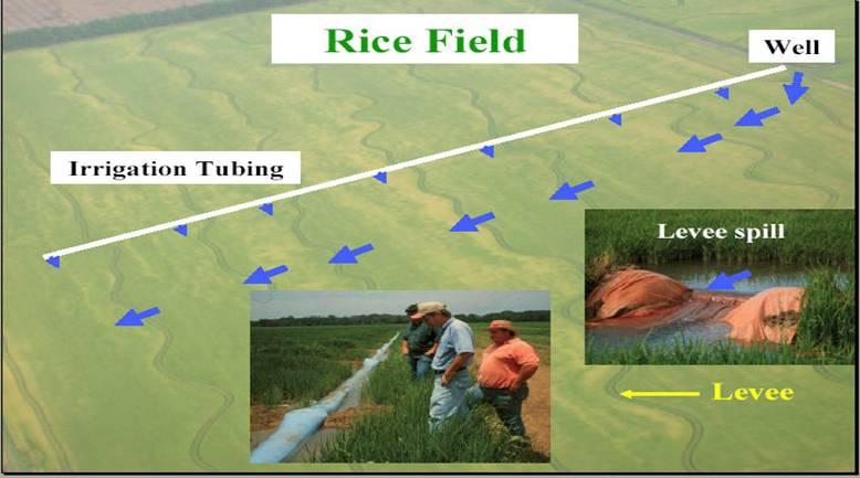 Rice Irrigation