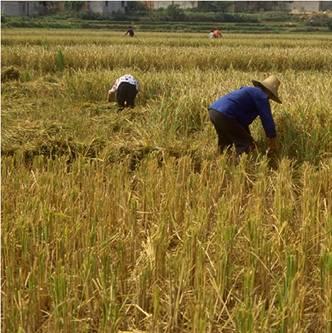 Intermittent Rice Irrigation Concerns Asia U.S.