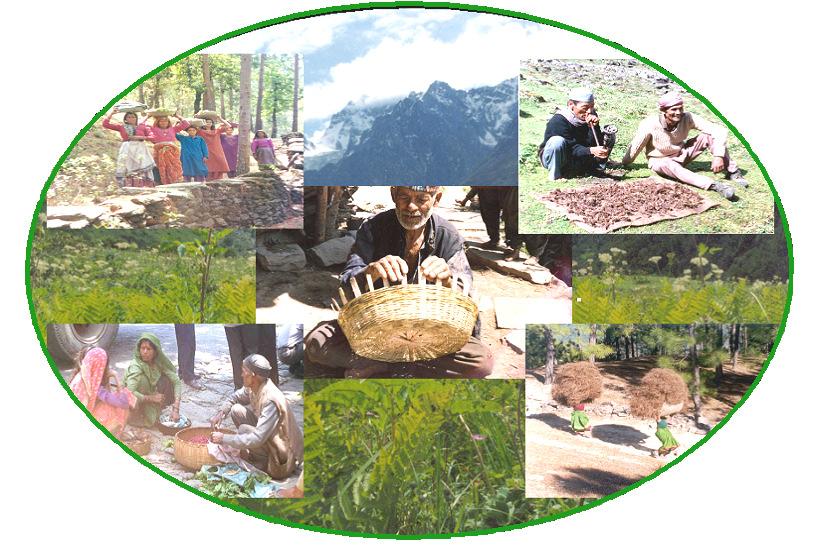 Impact of Climate Change on Natural Ecosystems & Forests in the North-Western Himalaya (Jammu & Kashmir, Himachal Pradesh
