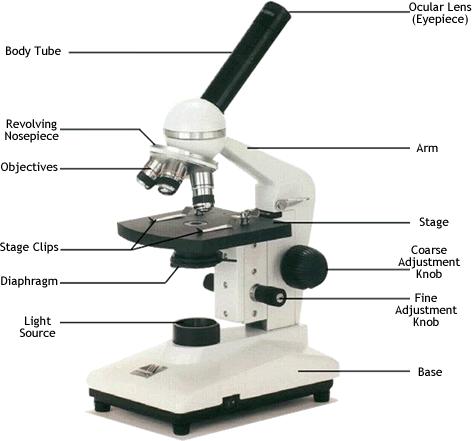 Identifying Parts of a Microscope Goal: Identify parts of the microscope their function Background: One of the most important tools that a scientists uses is a microscope.