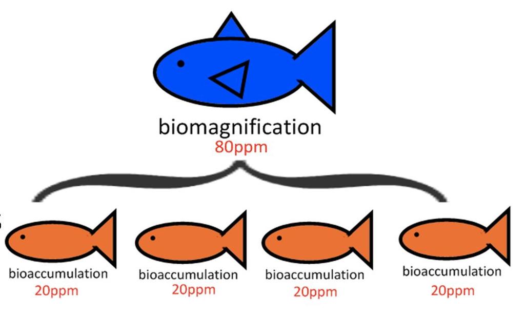 Biomagnification Process in which chemical substances become more concentrated at each trophic level As each individual eats contaminated food, it