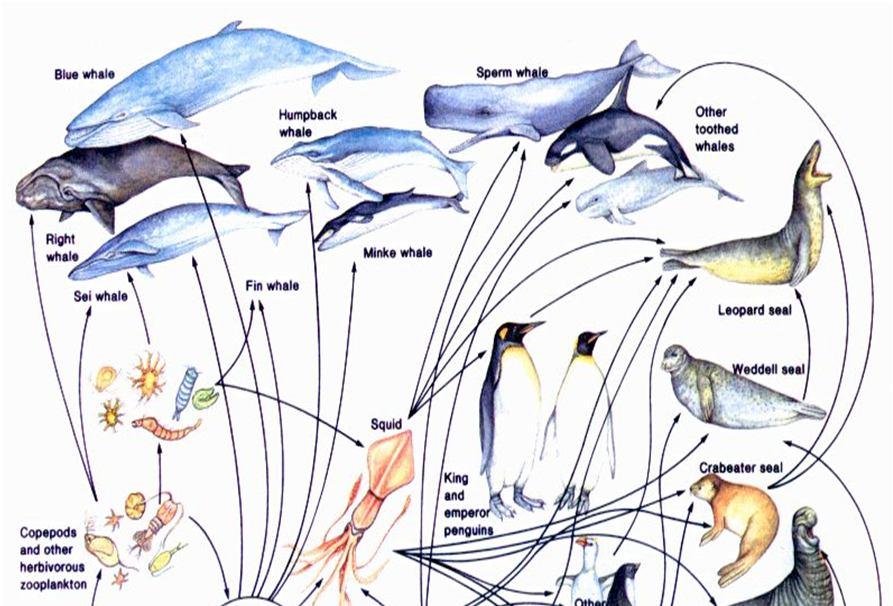 Food web Diagram that shows how food chains are linked together in a complex feeding relationship The food web has a