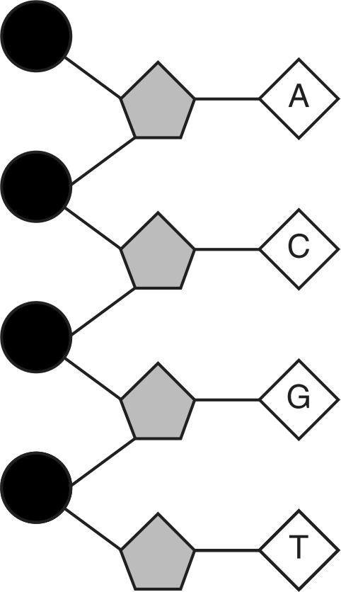 58. The diagram below represents a portion of a DNA molecule. 59. Part of a molecule found in cells is represented below.