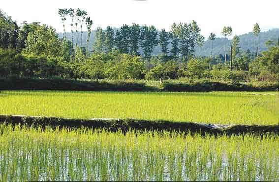Model Components Water Budgeting Paddy field dh dt = + ( i f ET h f ) actual ov ex Subsurface flow 1. qi = Totan β exp( Si m) Paddy Field model 2. 3.