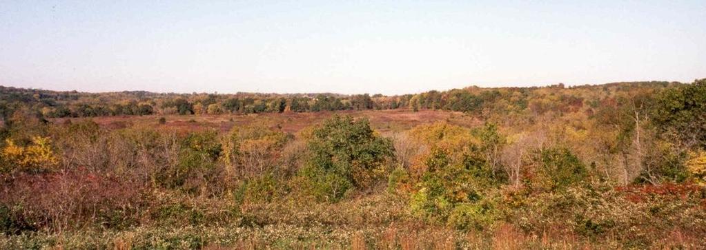 soils reasonably well developed (leaf fall) Ricketts Glen State Park, Pennsylvania