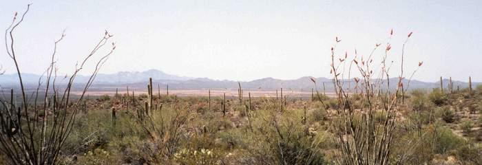 , cacti), and bunchgrasses defined primarily by limited precipitation (generally <10 per year)