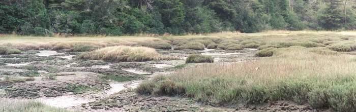 Estuaries (Ecotone) ecotones = area of transition between 2 adjacent ecosystems estuary = ecotone between freshwater from the land and saltwater from the ocean o low