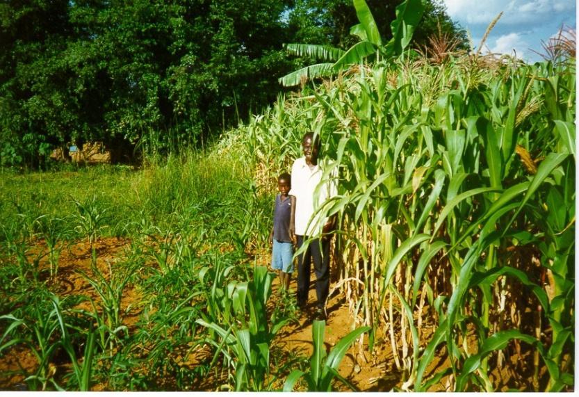On soils depleted of nutrients, crops cannot grow to their yield potential Billion people 8 6 4 2 0 48% Today People nourished by use of mineral