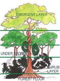 9.2 Deciduous Forests Deciduous forests are made up of several different layers, and each layer has its own group of plant species The highest layer of a deciduous forest is called a canopy, which is