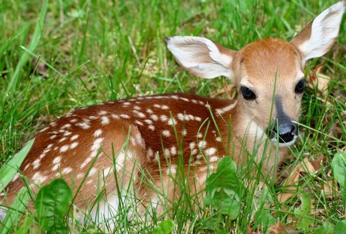 9.2 Deciduous Forests Herbivorous mammals such as deer are also