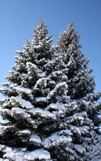 9.1 Coniferous Forests Roles in the ecosystem Snow that falls on the trees acts as an insulating blanket, trapping heat and preventing the ground from freezing