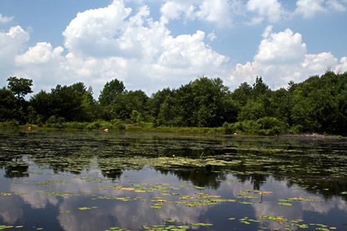 2) Standing water ecosystems include lakes and ponds