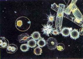 organisms that live in freshwater and saltwater