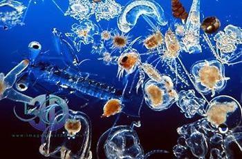 these bodies of water have both types of plankton;