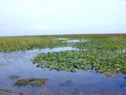 There are 3 types; bogs, marshes, and swamps bogs are