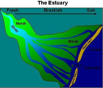 Estuaries Estuaries are areas where a river meets