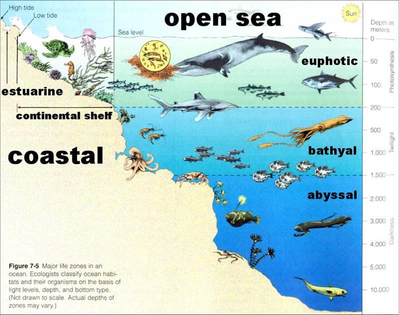 Marine Ecosystems (con t) Marine