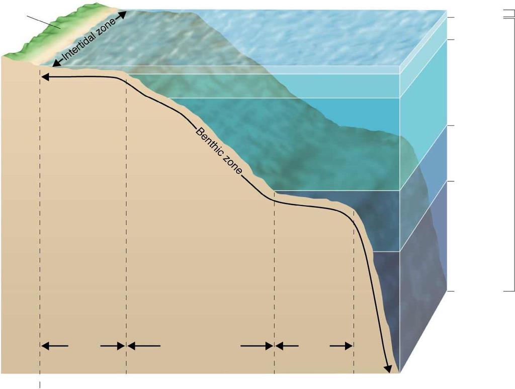 Figure 4-17 Zones of a Marine Ecosystem land Coastal ocean 200m 1000m Photic zone Open ocean 4000m 6000m