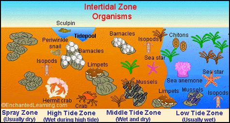 Zones of the Ocean